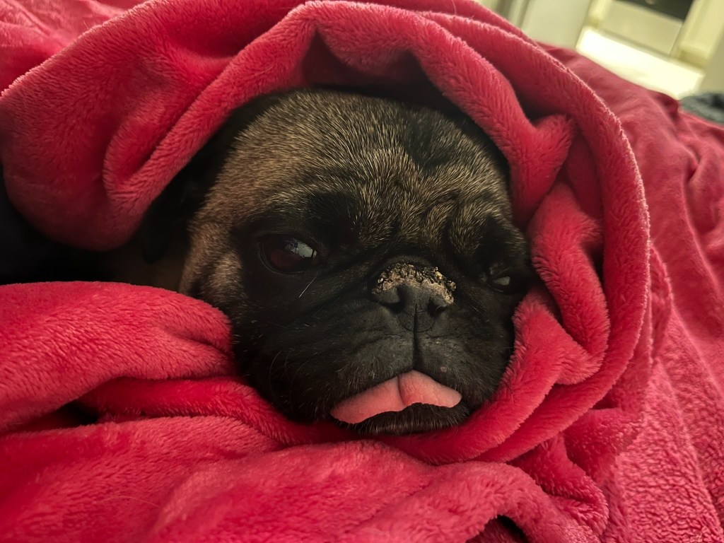 My Pug is a Hot Mess—and That’s Why He’s the Blog’s Mascot