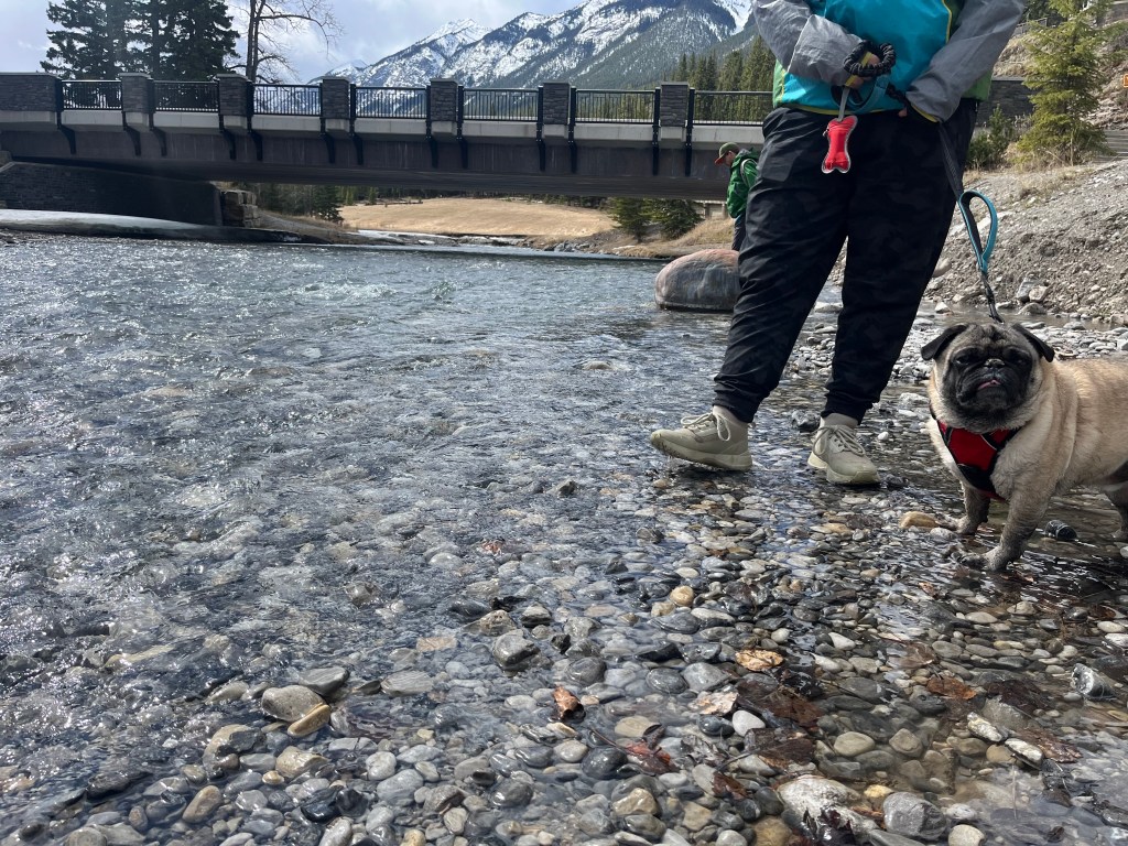 Stnading in the water wearing my Vessi shoes with Bentley the pug. 