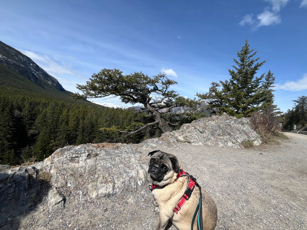 If Dogs Could Have Autism, He Definitely&nbsp;Would