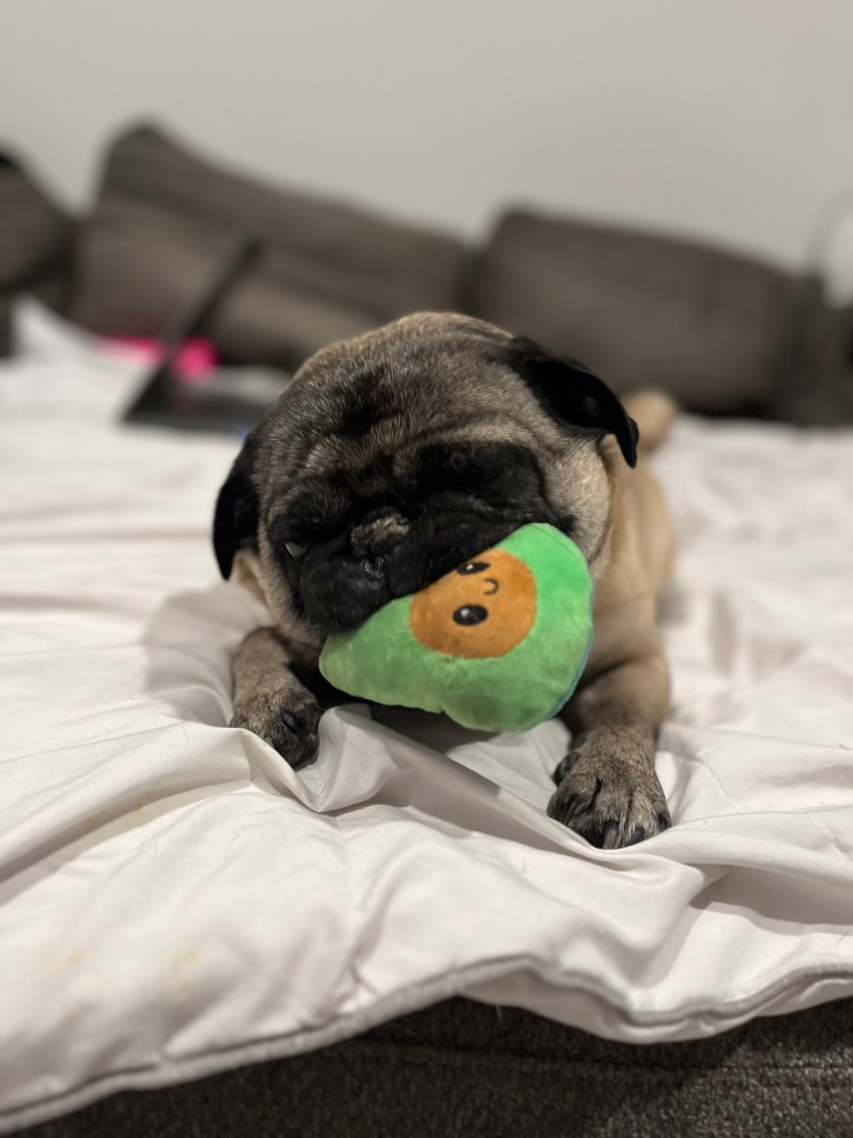 Bentley the pug with his favorite green toy " the avocado". Laying down, he proudly carries a bright green "avocado" in his mouth.