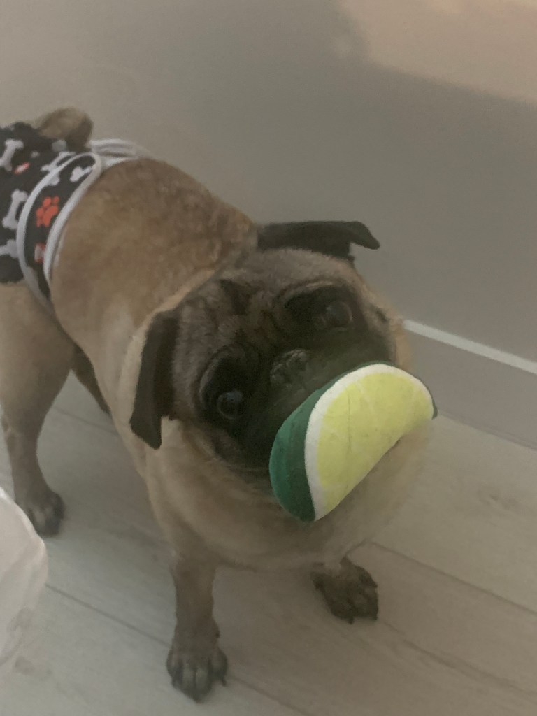Bentley the pug with his favorite green toy, "the lime". Walking around, he proudly carries a bright green "lime" in his mouth.