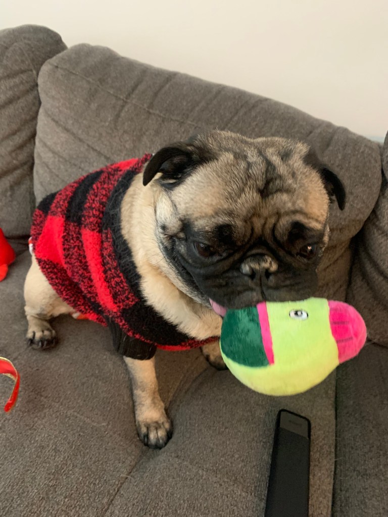 Bentley the pug with his favorite green toy, the "Water Canteen." Sitting proudly, he holds the bright green Water Canteen in his mouth while wearing a red and black plaid sweater.